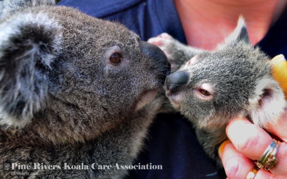 Pine Rivers Koala Care