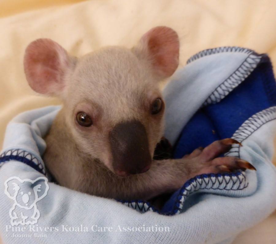 Pine Rivers Koala Care